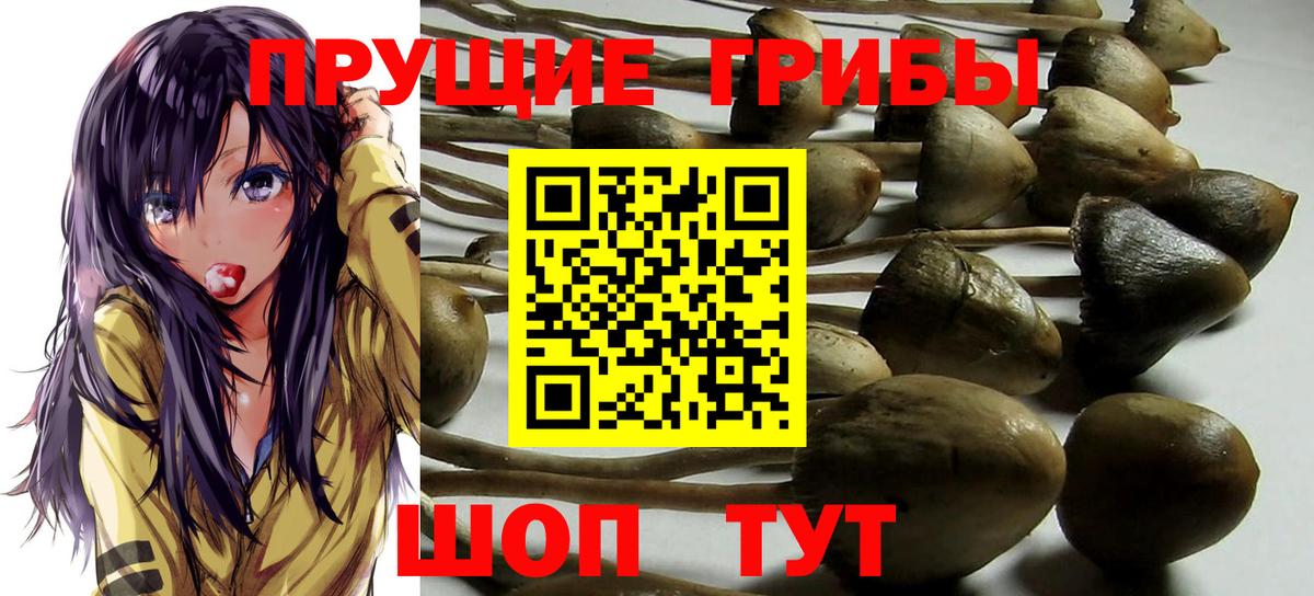 Псилоцибиновые грибы Cubensis Можайск